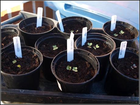Early germinations