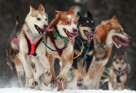 2016 Iditarod Begins Tomorrow