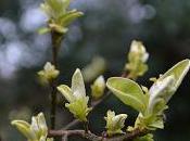 Tree Following Time Marches