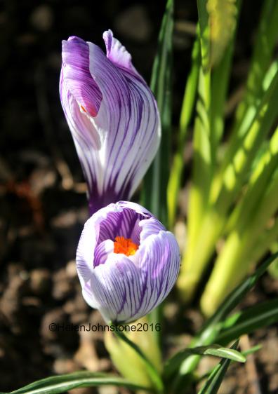 Crocus 'Pickwick'