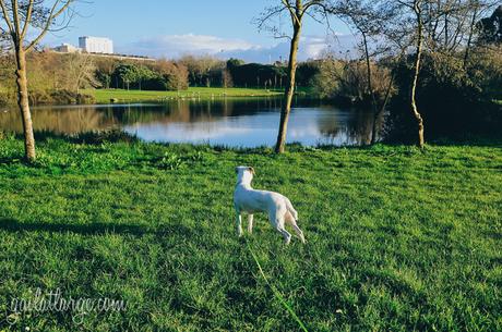 Parque da Cidade, Porto