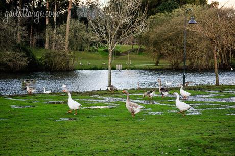 Parque da Cidade, Porto