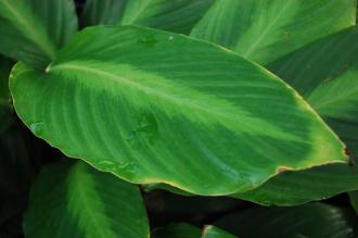 Calathea loeseneri Leaf (16/01/2016, Kew Gardens, London)