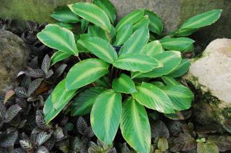 Calathea loeseneri (16/01/2016, Kew Gardens, London)