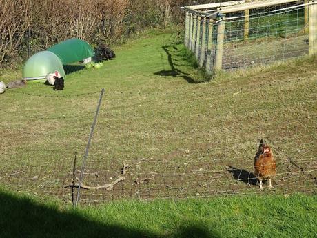 The Chickens Have the Right Idea