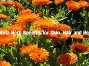 Calendula Herb Benefits Uses Skin, Hair Health