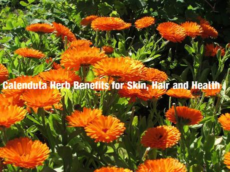 Calendula Herb Benefits Uses