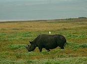 Shepard Program Uses Drones Hunt Elephant Rhino Poachers