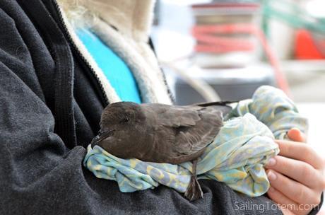 Bulwers petrel bird