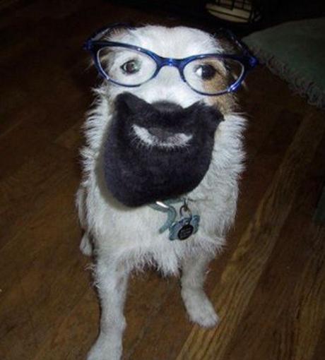 Dog With A Beard