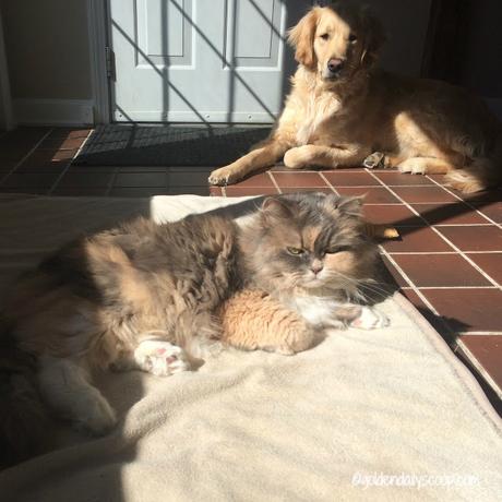 cat sleeping on dog's bed, golden retriever #wordlesswednesday