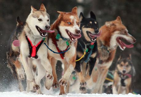 Iditarod 2016: A Familiar Name at the Top of the Leaderboard