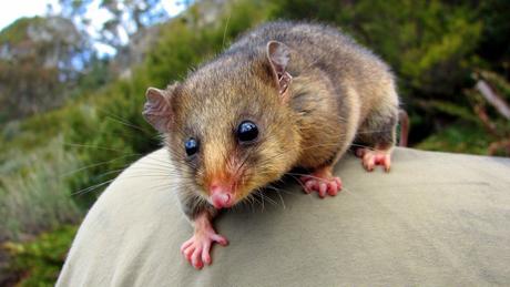 Why Is It Important To Control Possums?