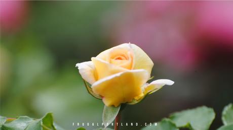 Visit-Portland's-International-Rose-Test-Garden