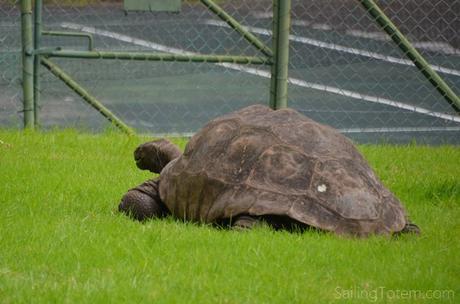 14 jonathan worlds oldest tortoise