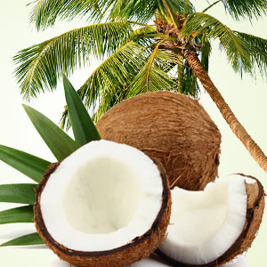 Coconut Craziness Fragrance Oil