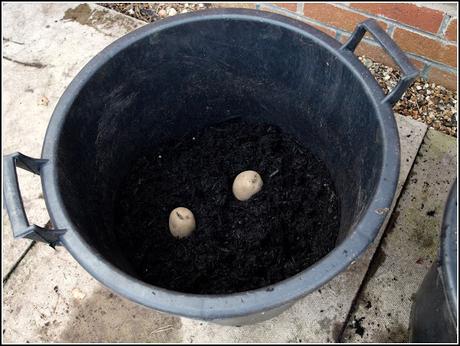 Planting potatoes