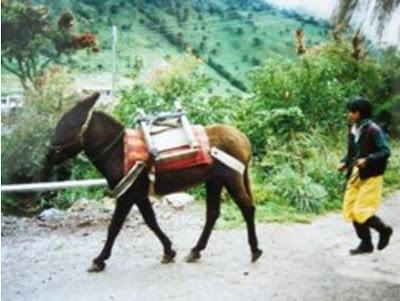 Bible topic: the Donkey