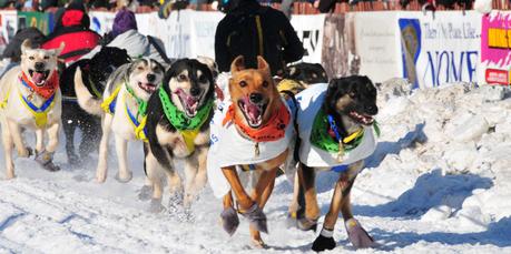 Iditarod 2016: Race Leaders Take Mandatory 24-Hour Break