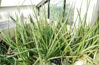 Sansevieria suffruticosa (16/01/2016, Kew Gardens, London)