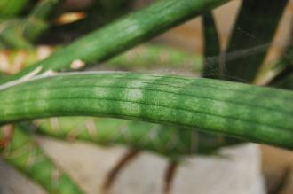 Sansevieria suffruticosa Leaf (16/01/2016, Kew Gardens, London)