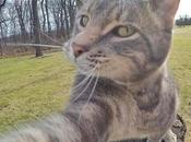 Funny Best Cats Taking Selfies