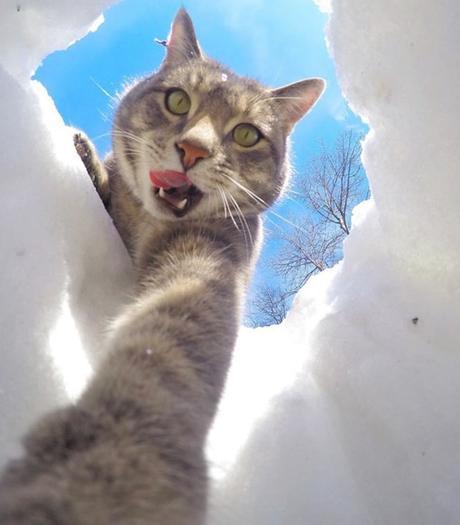 Cat Taking a Selfie