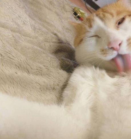 Top 10 Funny and Best Cats Taking Selfies