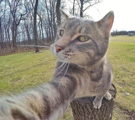 Top 10 Funny and Best Cats Taking Selfies