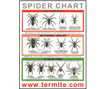Free Spider Identification Chart