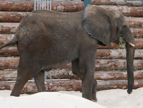 Dallas Zoo Gives New Home to 5 Elephants Rescued From Swaziland, Africa