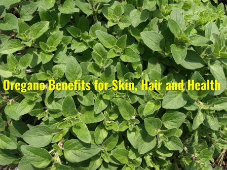 Oregano Benefits Uses