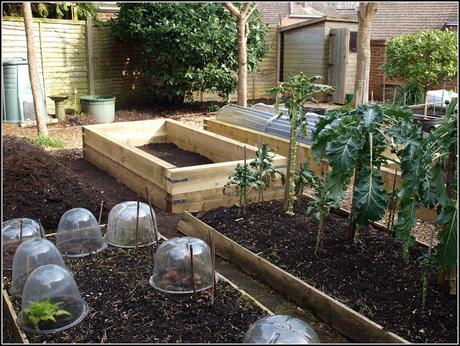 Raised bed progress report