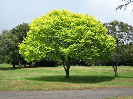 800px-Bright_green_tree_-_Waikato