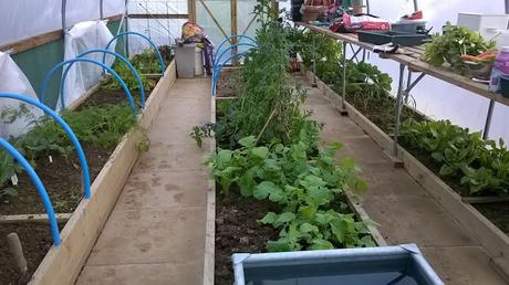 In the Polytunnel Today