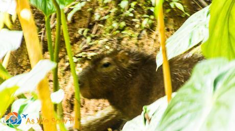 AmaZOOnico: Animal Rescue in Ecuador’s Amazon