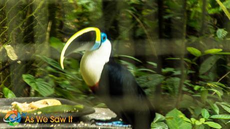 AmaZOOnico: Animal Rescue in Ecuador’s Amazon