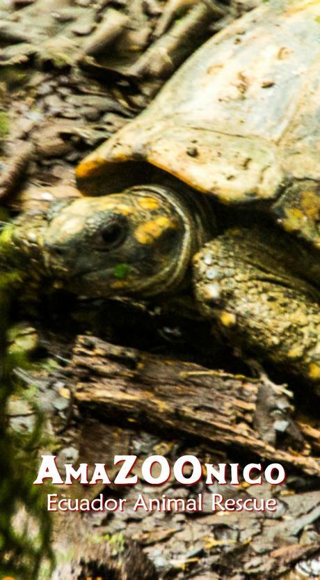 Visit the AmaZOOnico animal rescue shelter near Tena, Ecuador.