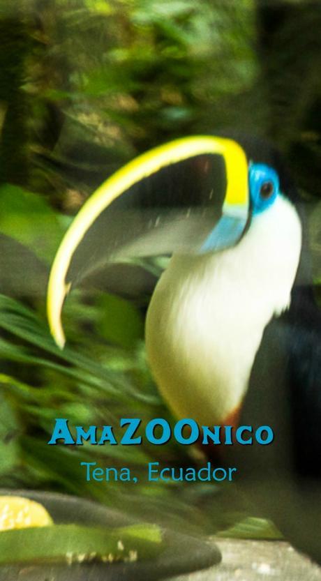 Visit the AmaZOOnico animal rescue shelter near Tena, Ecuador.