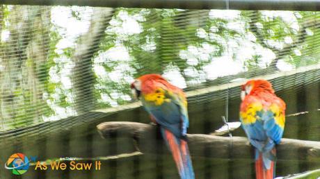 Scarlet macaws at AmaZOOnico animal rescue center near Tena, Ecuador