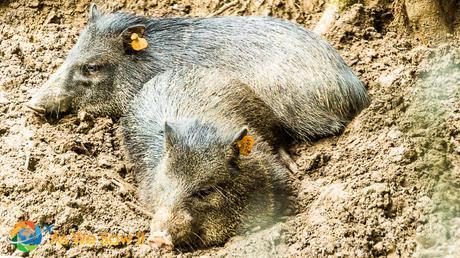 AmaZOOnico: Animal Rescue in Ecuador’s Amazon