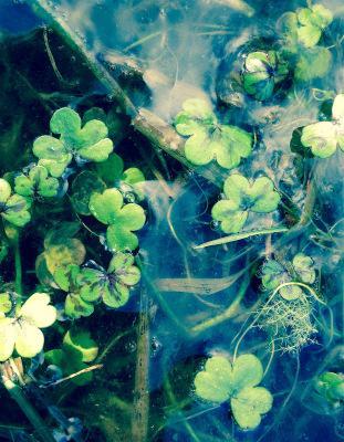 Round-leaved Crowfoot