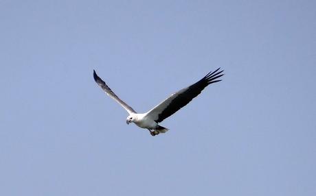 sea-eagle-eagle-white-bellied