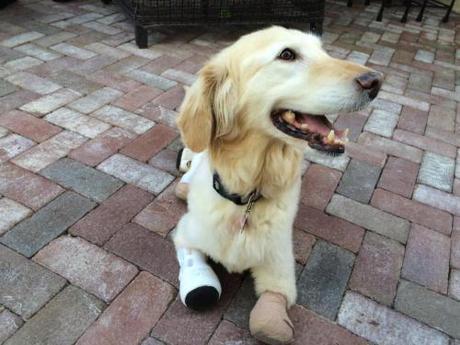 In this Saturday, March 12, 2016 photo, Chi Chi, a golden retriever mix, lays down in the yard of her new home in Phoenix. The 2-year-old dog has spent two months in a veterinary clinic in Seoul learning how to live with prosthetic paws. (AP Photo/Terry Tang)