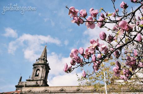 Igreja da Trindade + magnolias, Porto