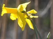 Daffodils Condidered