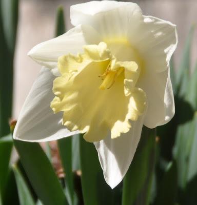 All Daffodils Condidered