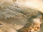 Maria Wheatley Homo Capensis Elongated Skull Neolithic Queen Stonehenge