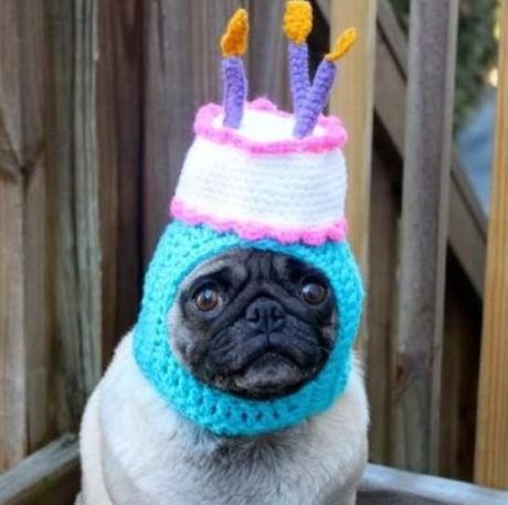 Top 10 Party Time Dogs Celebrating Birthdays
