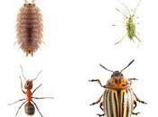 Don't Share Your Home With Harmful Pests Summer